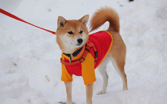 爱游戏中国官方网站平台-《王者荣耀全民争霸，精彩赛事不断刷新记录》，王者荣耀全民擂台页面